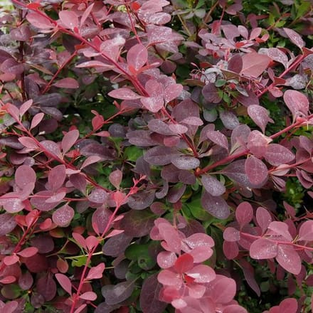 Berberis Ottawensis 'Auricoma' - Zuurbes 40 - 50 cm in pot