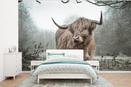 Fotobehang vinyl - Schotse hooglander breedte 350 cm x hoogte 260 cm