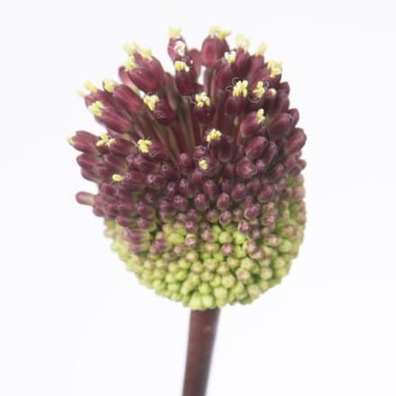 10x Allium red mohican 80cm