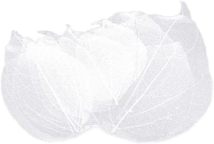 Skelet Bladeren - Gedroogde Bladeren - Scrapbook Decoratie - Natuurlijk Uniek - 4-9cm Lengte - Wit