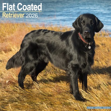 Flatcoated Retriever Kalender 2026