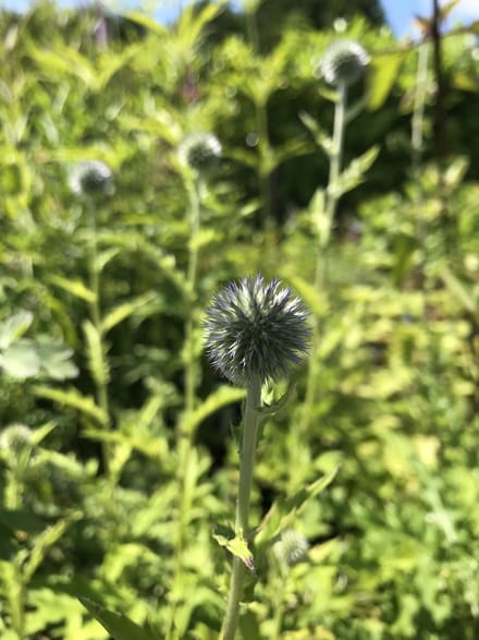 6 x Echinops ritro 'Veitch's Blue' - Kogeldistel - P9 Pot (9 x 9cm) - Dima Vaste Planten