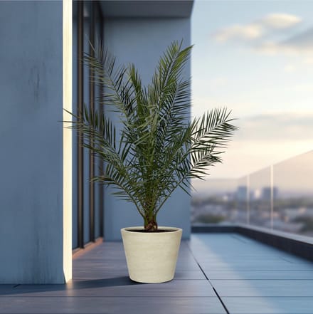 Phoenix Canariensis - ↨180cm- Ø25
