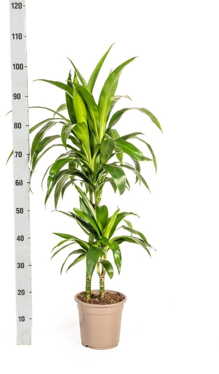 Dracaena Deremensis Lisa Ø19cm - 80cm