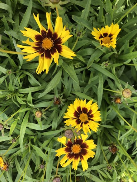 6 x Coreopsis grandiflora 'SunKiss' - Meisjesogen - pot 9 x 9 cm