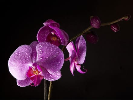 Fotobehang - stylish  orchis.