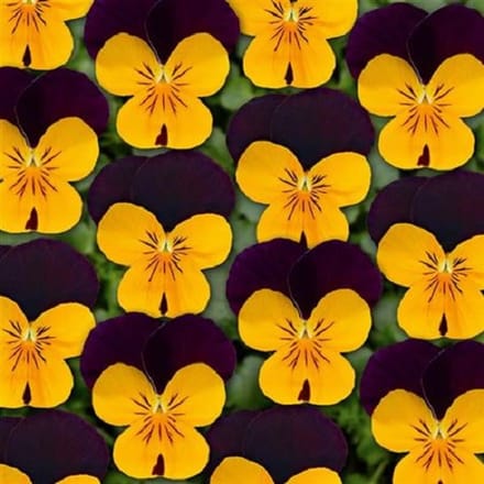 Violen Twix Oranje Purple Wing
