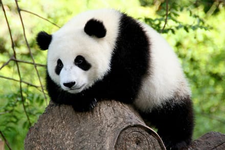 Diamond painting 30x40cm - panda - ronde steentjes