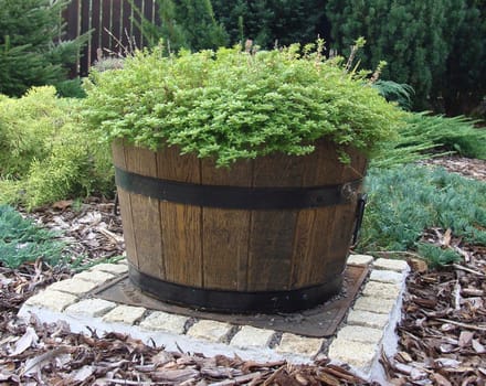 Pijnboom pot 35xH21 k. walnoot