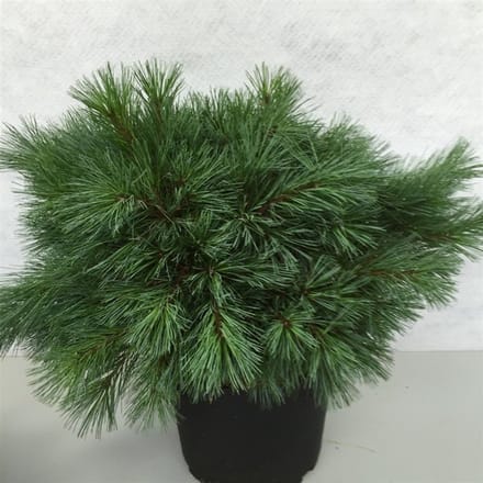 Pinus strobus 'Blue Shag' - Den | 40-50 cm pot