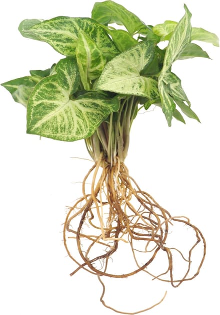 Intenz | Stekje in water | Refill large | Syngonium Pixie | 32cm