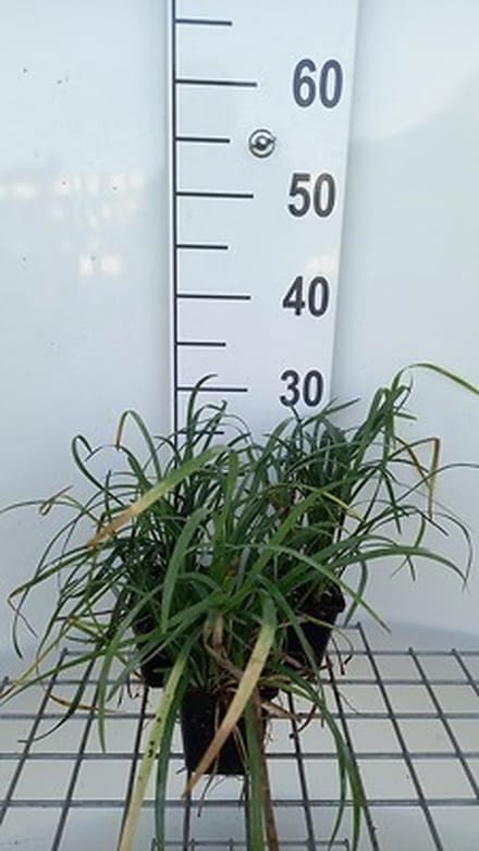 6x Leliegras - Liriope spicata | 9x9 cm pot