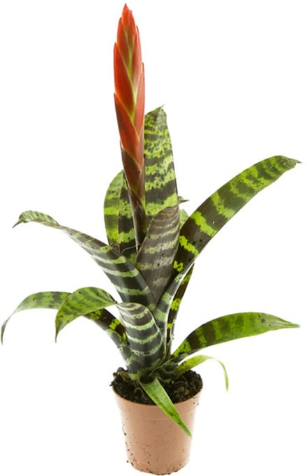 JUNAVERA Vriesea â€˜Eraâ€™ in 9 cm pot â€“ 52 cm hoge decoratieve bromelia rozetplant