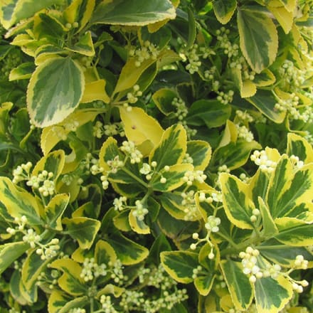 Kardinaalsmuts - Euonymus japonicus 'Ovatus Aureus' - 20-30 cm