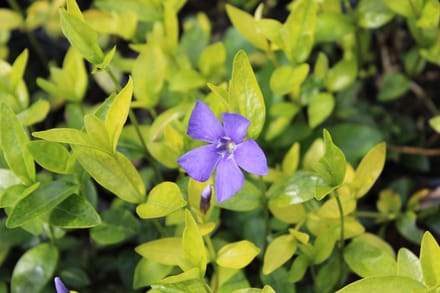6 x Vinca minor - Maagdenpalm - P9 Pot (9 x 9cm) - Dima Vaste Planten