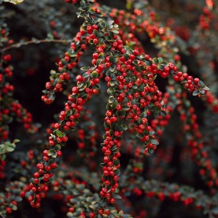 Plants Online BV - Planten - Tuinplanten - Heesters - Set van 1 - Cotoneaster horizontalis