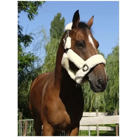 Halter Equithème Teddy