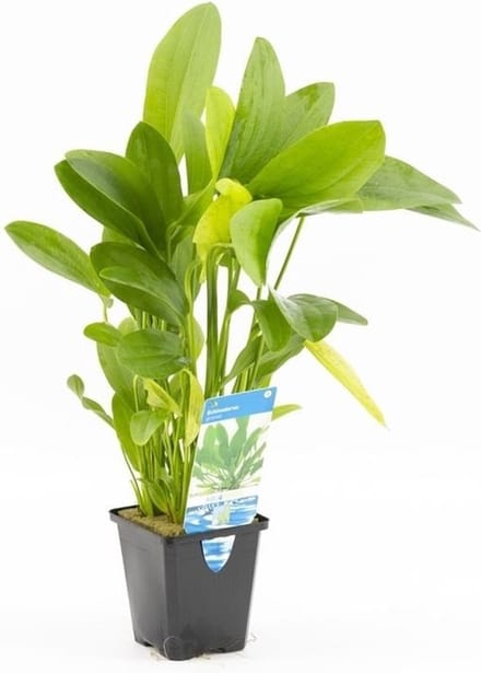 Aquafleur Echinodorus mix | Waterweegbree | in 9CM pot P9 Pot