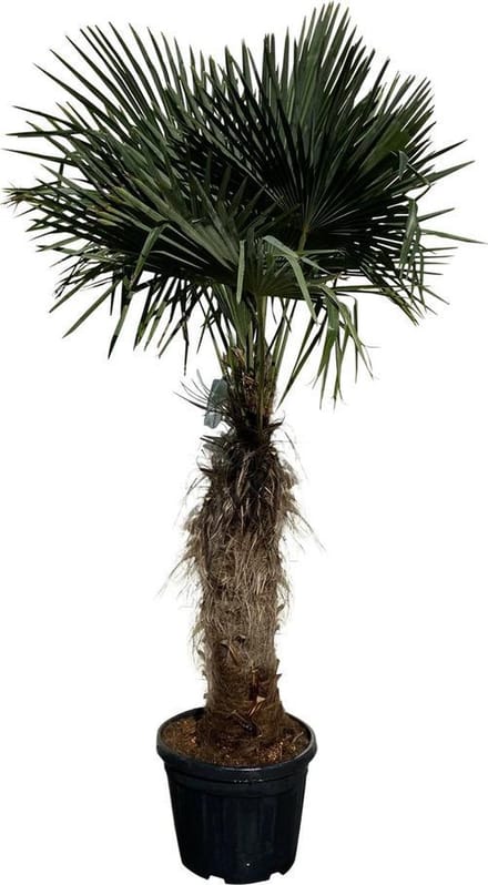 Tropictrees - Palmboom - Trachycarpus Fortunei - Plant - Winterhard - Pot ⌀ 50cm - Hoogte ca. 200cm