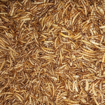 Meelwormen - Meelwormen 2500 ml - Kip - Versnaperingen - Andere dieren - Vogelvoer
