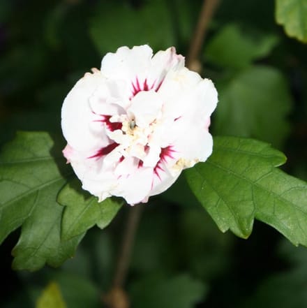 Hibiscus Syriacus 'Speciosus' - Altheastruik 40-60 cm pot