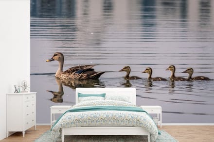 Behang - Fotobehang Eend - Water - Vogel - Bruin - Breedte 360 cm x hoogte 240 cm