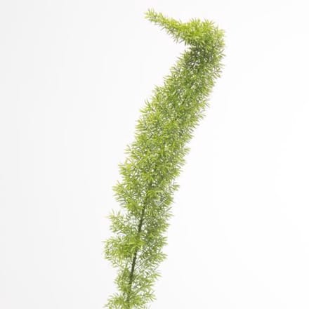 50x Aspar.myers 40cm