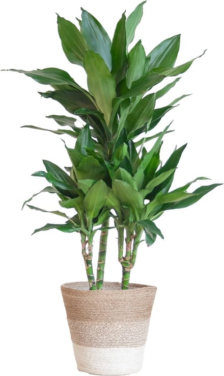 Green Harmony| Dracaena Janet Lindt met mand Lissabon wit - 95cm - Ø21
