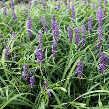 6x Leliegras - Liriope muscari 'Moneymaker' - Pot 9x9cm