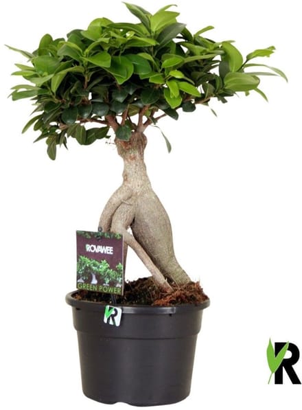 Ficus Microcarpa Ginseng in kunststof pot 40 cm – Kamerplant – Vers Van De Kweker – Potmaat Ø17 cm
