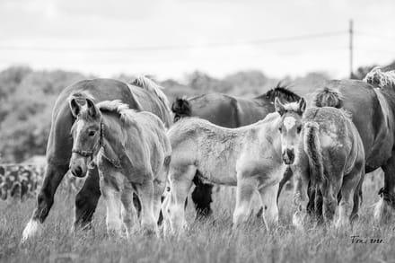 Trekpaarden TW6 - Canvas - Ton van der Weerden - 70 x 100 cm