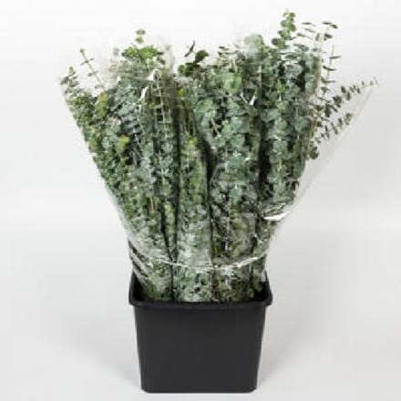5x Sg eucalyptus baby blue 70cm