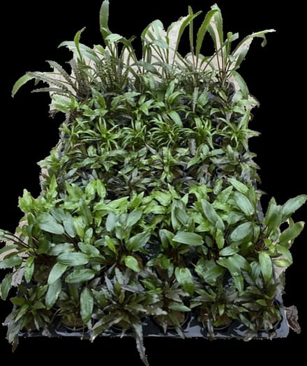 Cryptocoryne mix 3 stuks Aquariumplant - Aquarium decoratie - Moerings