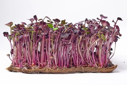 Microgreens Seeds 500 gr - Sango Paarse Radijs Microgroenten Zaden 500 gr Green Chief