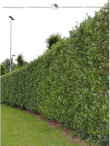 Laurier Prunus Caucasica 160-180 cm, 5x Haagplant