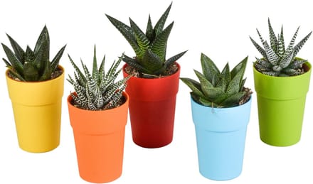 Gasteria/Haworthia mix 5.5 cm in gekleurde plasticpot | 5 stuks