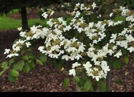 Viburnum plic. 'Watanabe' - Japanse Sneeuwbal 30- 40 cm in pot