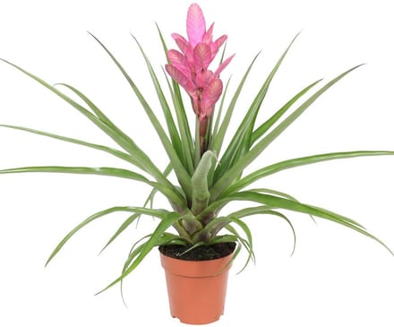 JUNAVERA Tillandsia Antonio | In 12 cm pot