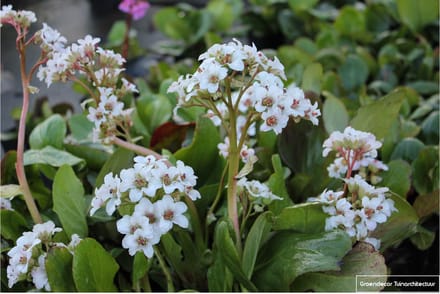 6x Schoenlappersplant - Bergenia hybr. 'Bressingham White' | 9x9 cm pot