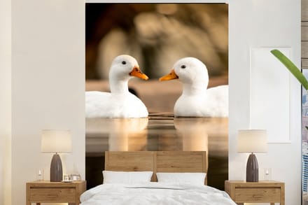 Behang - Fotobehang Eend - Wit - Dieren - Water - Vogel - Eenden - Breedte 195 cm x hoogte 300 cm