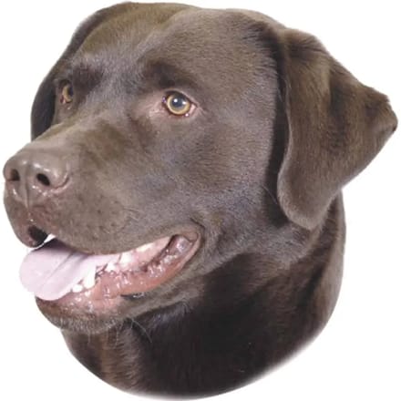 Sticker Nobby Pet Labrador