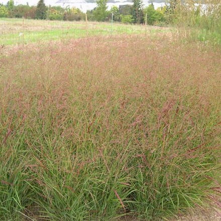 6 x Panicum Virgatum 'Rotstrahlbusch' - Gierst - pot 9 x 9 cm - Levendige Herfsttonen in Roodbruin