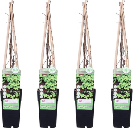 4x - Parthenocissus tricuspidata 'Veitch Boskoop' - ↨65cm - Ø15