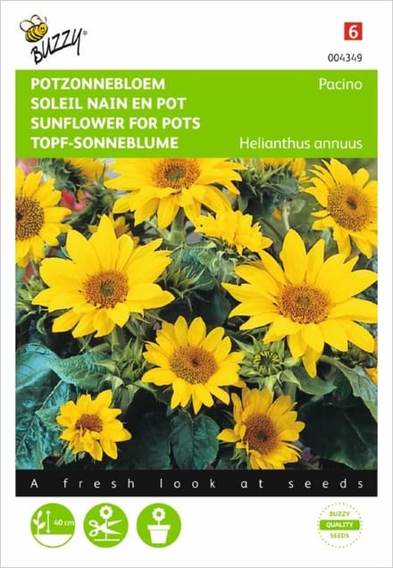 Zonnebloem Pacino - Helianthus annuus (potzonnebloem)
