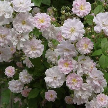Rosa 'Paul's Himalayan Musk Rambler' - Rambler, Roos in pot
