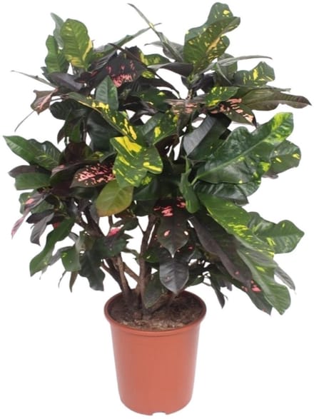 Croton Magnificent (Codiaeum) – Bontbladige Kamerplant 110 cm Hoog – Ø27 cm