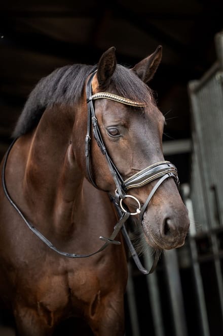 Hb Hoofdstel Hb Showtime Golden Dreams Zwart-goud