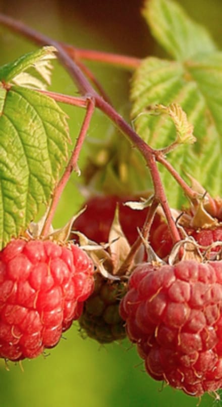 Rubus id. 'Malling Promise' - Herfstframboos Struik in pot