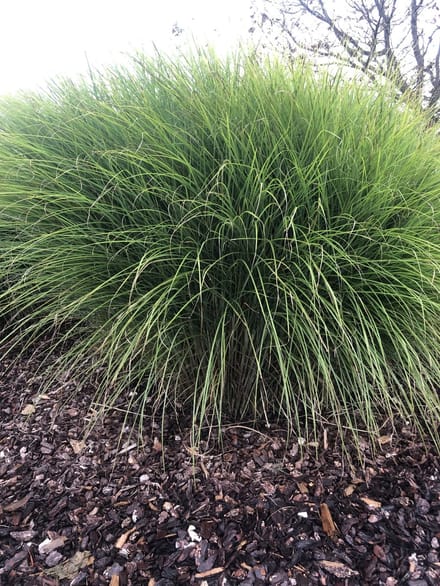 6x Prachtriet - Miscanthus sinensis 'Gracillimus' | 9x9 cm pot