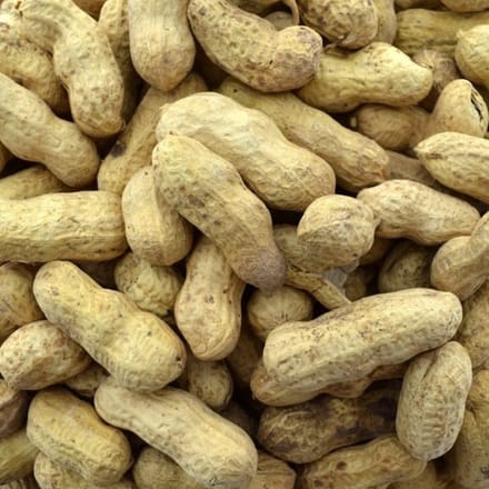 Wielink Pinda’s in dop 10KG